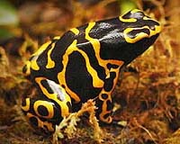 被称为“矿井中的高频噪音”的两栖动物生存环境遭到严重破坏